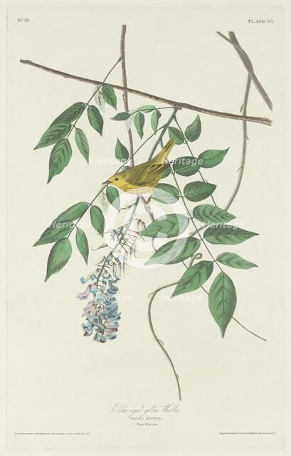 Blue-eyed Yellow Warbler, 1830. Creator: Robert Havell.