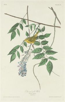 Blue-eyed Yellow Warbler, 1830. Creator: Robert Havell