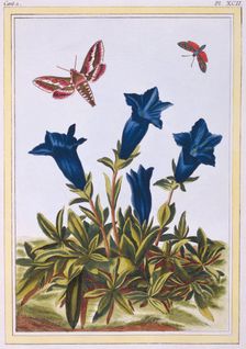 Blue Gentian (Trumpet Flower), pub. 1776. Creator: Pierre Joseph Buchoz (1731-1807)