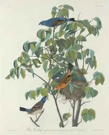 Blue Grosbeak, 1831. Creator: Robert Havell