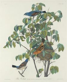 Blue Grosbeak, 1831. Creator: Robert Havell