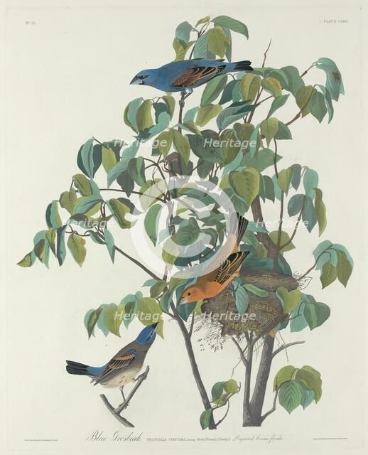Blue Grosbeak, 1831. Creator: Robert Havell.