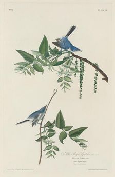 Blue-grey Flycatcher, 1830. Creator: Robert Havell