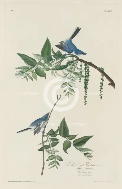 Blue-grey Flycatcher, 1830. Creator: Robert Havell.