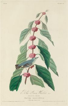 Blue-green Warbler, 1828. Creator: Robert Havell