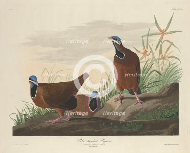 Blue-headed Pigeon, 1833. Creator: Robert Havell.