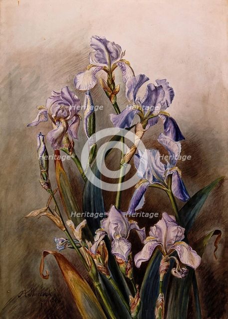 Blue iris flowers, 1901. Creator: JA Sherlock.