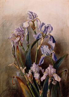 Blue iris flowers, 1901. Creator: JA Sherlock