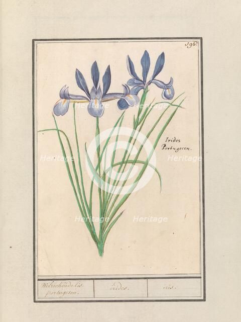 Blue Iris (Iris sibirica), 1596-1610. Creators: Anselmus de Boodt, Elias Verhulst.