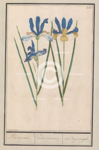 Blue Iris (Iris sibirica), 1596-1610. Creators: Anselmus de Boodt, Elias Verhulst.