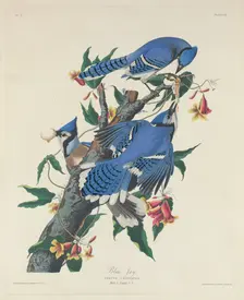 Blue Jay, 1831. Creator: Robert Havell