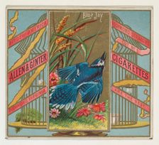 Blue Jay, from the Birds of America series (N37) for Allen & Ginter Cigarettes, 1888. Creator: Allen & Ginter