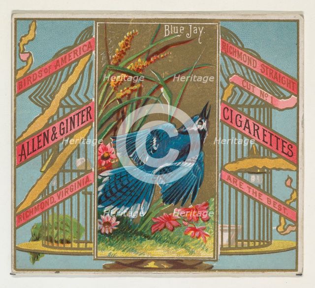 Blue Jay, from the Birds of America series (N37) for Allen & Ginter Cigarettes, 1888. Creator: Allen & Ginter.
