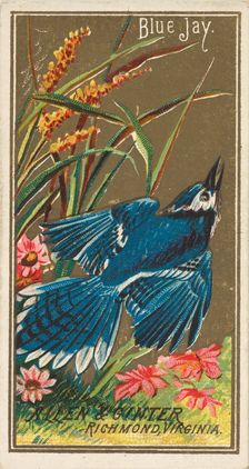 Blue Jay, from the Birds of America series (N4) for Allen & Ginter Cigarettes Brands, 1888. Creator: Allen & Ginter
