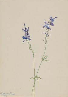 Blue Larkspur (Delphinium nuttallianum), 1905. Creator: Mary Vaux Walcott
