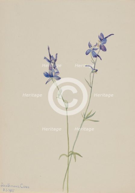 Blue Larkspur (Delphinium nuttallianum), 1905. Creator: Mary Vaux Walcott.
