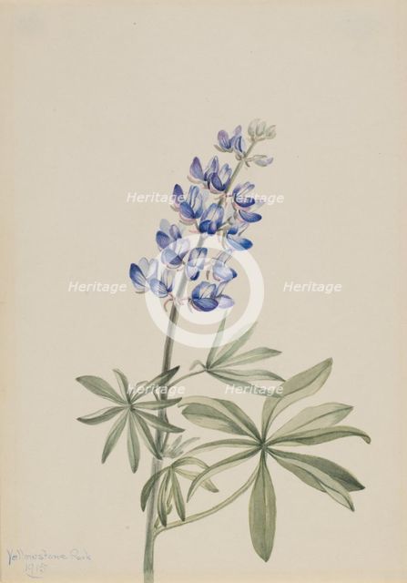 Blue Lupine (Lupinus argenteus), 1915. Creator: Mary Vaux Walcott.