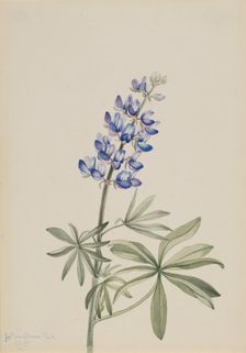 Blue Lupine (Lupinus argenteus), 1915. Creator: Mary Vaux Walcott