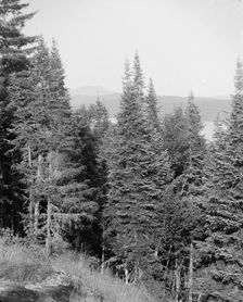 Blue Mountain from the crags, Adirondack Mts., N.Y., between 1900 and 1910. Creator: Unknown