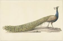 Blue peacock (Blue pauw), 1759-1842. Creator: Pieter Bartholomeusz. Barbiers