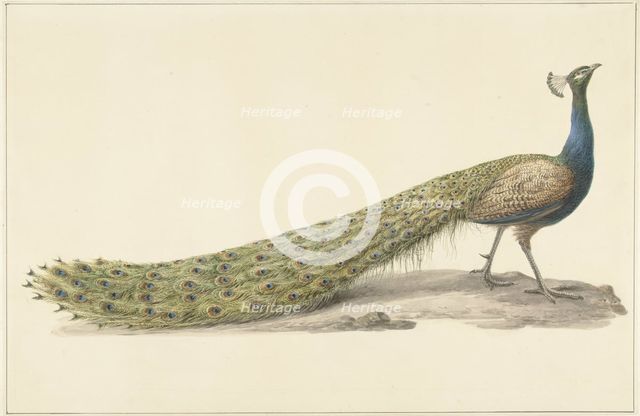 Blue peacock (Blue pauw), 1759-1842. Creator: Pieter Bartholomeusz. Barbiers.