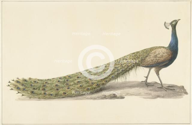 Blue peacock (Blue pauw), 1759-1842. Creator: Pieter Bartholomeusz. Barbiers.