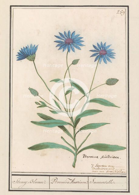 Blue Strawflower (Catananche caerulea), 1596-1610. Creators: Anselmus de Boodt, Elias Verhulst.