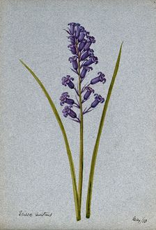Bluebell (Hyacinthoides non-scripta): flowering stem, 1903. Creator: Unknown