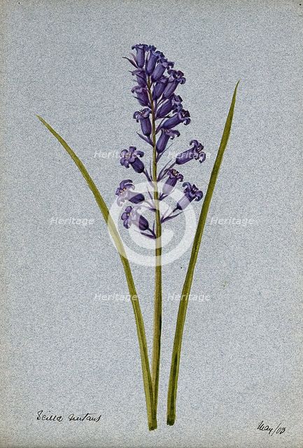 Bluebell (Hyacinthoides non-scripta): flowering stem, 1903. Creator: Unknown.