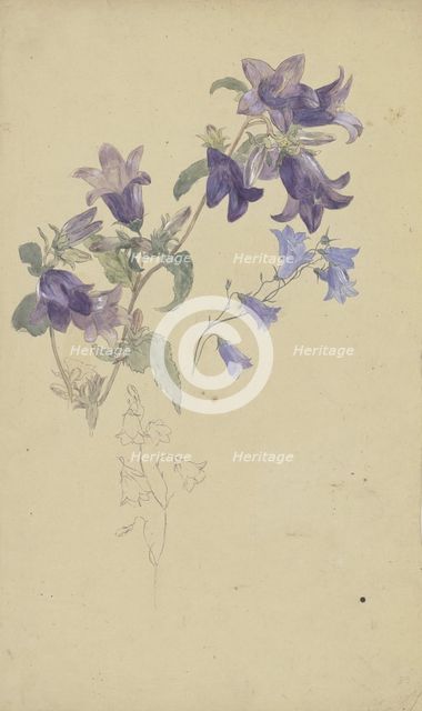 Bluebells. Creator: Wilhelm August Theodor Steinhausen.