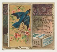 Bluebird, from the Birds of America series (N37) for Allen & Ginter Cigarettes, 1888. Creator: Allen & Ginter