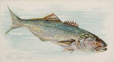 Bluefish, from the Fish from American Waters series (N8) for Allen & Ginter Cigarettes Bra..., 1889. Creator: Allen & Ginter