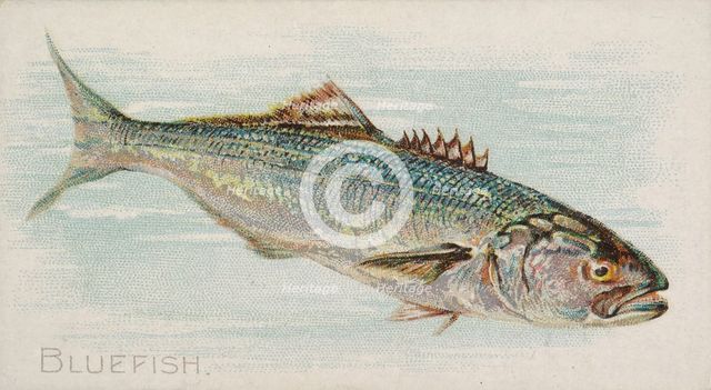 Bluefish, from the Fish from American Waters series (N8) for Allen & Ginter Cigarettes Bra..., 1889. Creator: Allen & Ginter.