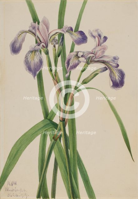 Blueflag Iris (Iris versicolor), 1919. Creator: Mary Vaux Walcott.