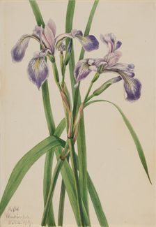 Blueflag Iris (Iris versicolor), 1919. Creator: Mary Vaux Walcott