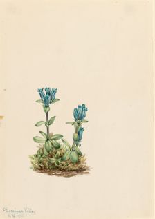 Bluegreen Gentian (Gentiana glauca), 1916. Creator: Mary Vaux Walcott