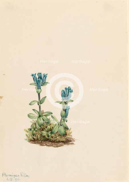 Bluegreen Gentian (Gentiana glauca), 1916. Creator: Mary Vaux Walcott.