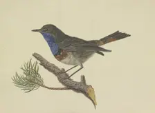 Bluethroat, sitting on a pine branch, facing left, late 18th century. Creator: Ambrosius Gabler