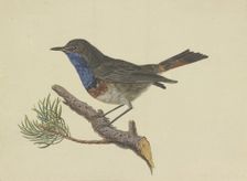 Bluethroat, sitting on a pine branch, facing left, late 18th century. Creator: Ambrosius Gabler