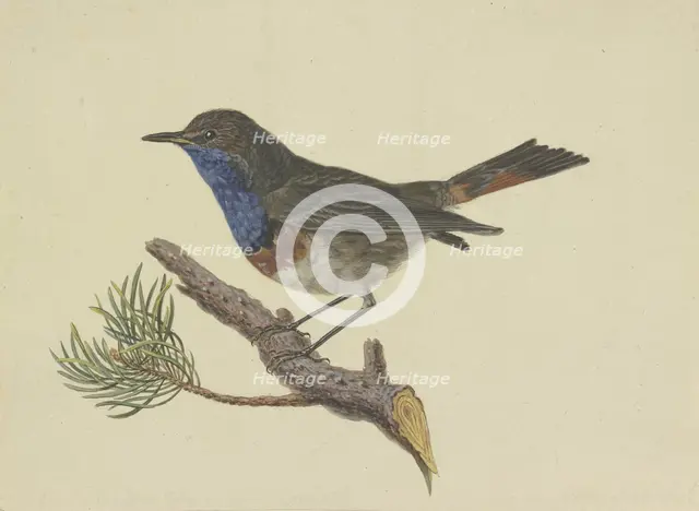 Bluethroat, sitting on a pine branch, facing left, late 18th century. Creator: Ambrosius Gabler.