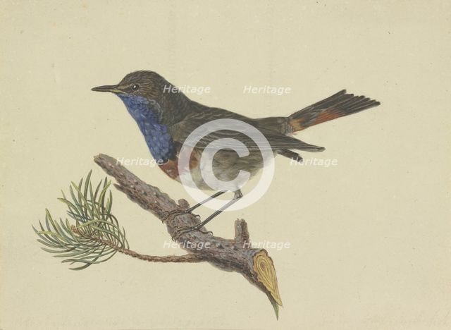 Bluethroat, sitting on a pine branch, facing left, late 18th century. Creator: Ambrosius Gabler.