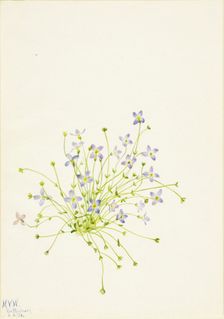 Bluets (Houstonia serpyllifolia), 1934. Creator: Mary Vaux Walcott