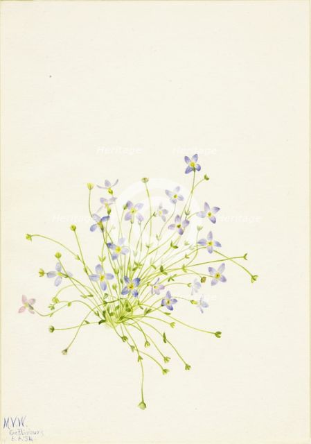 Bluets (Houstonia serpyllifolia), 1934. Creator: Mary Vaux Walcott.