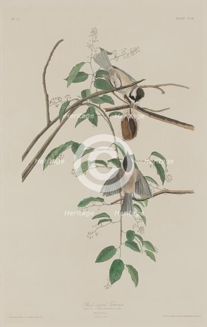Black-capped Titmouse, 1833. Creator: Robert Havell.