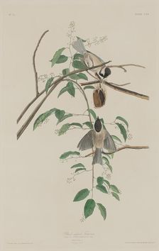 Black-capped Titmouse, 1833. Creator: Robert Havell