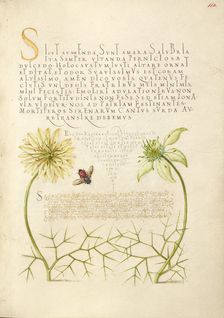 Black Cumins and Insect, 1561-1562; illumination added 1591-1596. Creator: Joris Hoefnagel