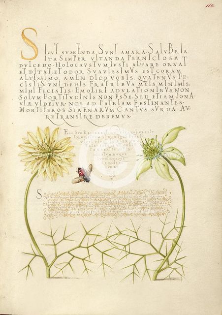 Black Cumins and Insect, 1561-1562; illumination added 1591-1596. Creator: Joris Hoefnagel.