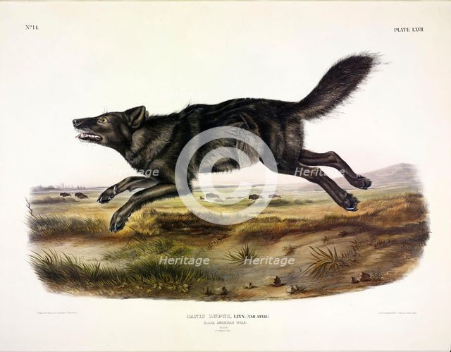 Black American Wolf, Canis Lupus, 1845.