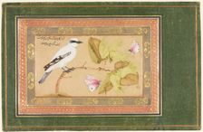 Black and White Bird Perched on a Shrub, 1651-1652. Creator: Shafi Abbasi (Iranian)