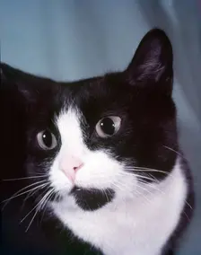 Black and white cat, c1955. Creator: Arthur Charles Kirby Ware
